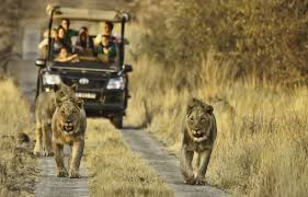 Game drives 2